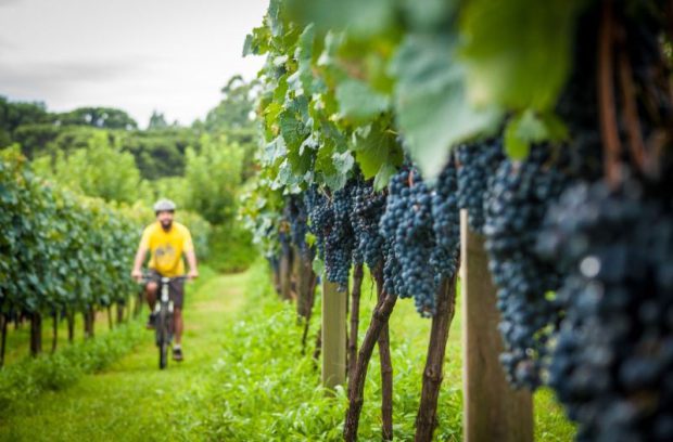 Que tal de bike? Cicloturismo Dall’Onder em Bento Gonçalves – 10% OFF